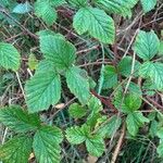 Rubus camptostachys Folha