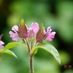 Silene dioica Λουλούδι