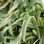 Delosperma cooperi Blatt