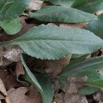 Senecio provincialis Leaf