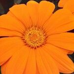 Gazania rigens Кветка