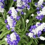 Salvia farinacea Flower