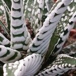 Haworthia fasciata Máis