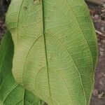 Ficus exasperata Leaf