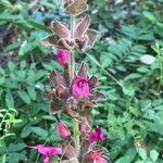 Salvia spathacea Flower