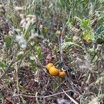 Solanum elaeagnifoliumFrukt