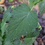 Agastache rugosa برگ