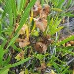 Trichodesma marsabiticum Fruit