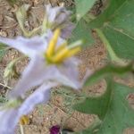Solanum dimidiatum പുഷ്പം
