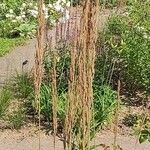 Calamagrostis × acutiflora Flower