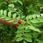 Indigofera hirsuta Leht