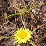 Carlina racemosa Fiore