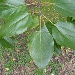 Hovenia dulcis Frunză