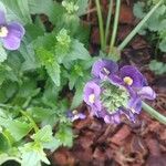 Mimulus ringens Flower