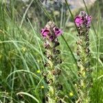 Pedicularis mixta Flower