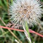 Leontodon hispidus Fruit