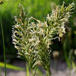 Anthoxanthum odoratum Flower