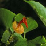 Holmskioldia sanguinea Virág