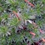 Draba bruniifolia