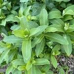 Asclepias purpurascens Leaf