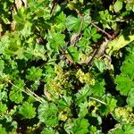 Alchemilla monticola Leaf