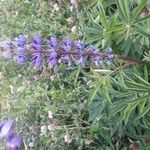 Lupinus formosus Flor