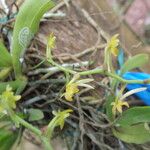 Kylicanthe bueae Flower