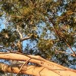 Albizia niopoides Blad