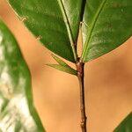 Tetraberlinia bifoliolata Blatt