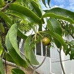 Santalum album Fruit