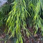 Acacia cognata Fuelha