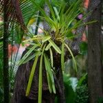 Cymbidium aloifolium Leaf