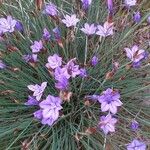 Aphyllanthes monspeliensis Blomma