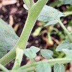 Solanum lycopersicum Escorça