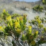 Peucephyllum schottii Кветка