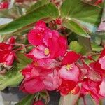 Begonia coccineaफूल