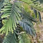 Vachellia macracantha Hoja
