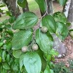 Sarcomphalus joazeiro Fruit