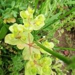 Euphorbia helioscopiaFlower