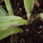 Microsorum punctatum Blatt