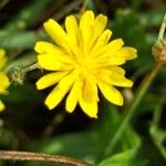 Crepis micrantha 花