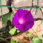 Ipomoea tricolor Bloem