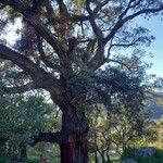 Quercus suber Συνήθη χαρακτηριστικά