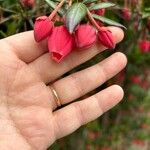 Crinodendron hookerianum Цвят