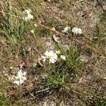 Marshallia caespitosa Habit