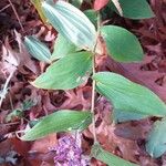 Tricyrtis formosana Hábito