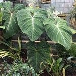 Philodendron gloriosum Blad