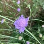 Scabiosa columbaria花