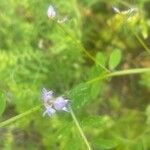 Vicia ludoviciana Flower