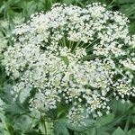 Peucedanum ostruthium Flower